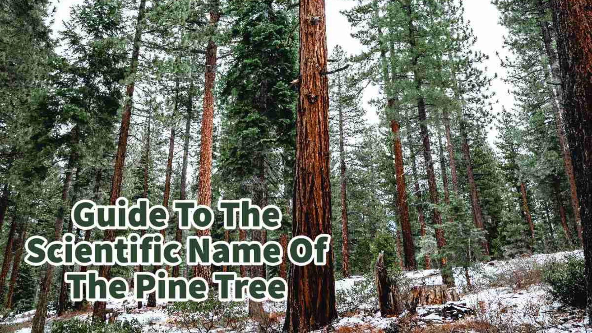 'Video thumbnail for Guide To The Scientific Name Of The Pine Tree'