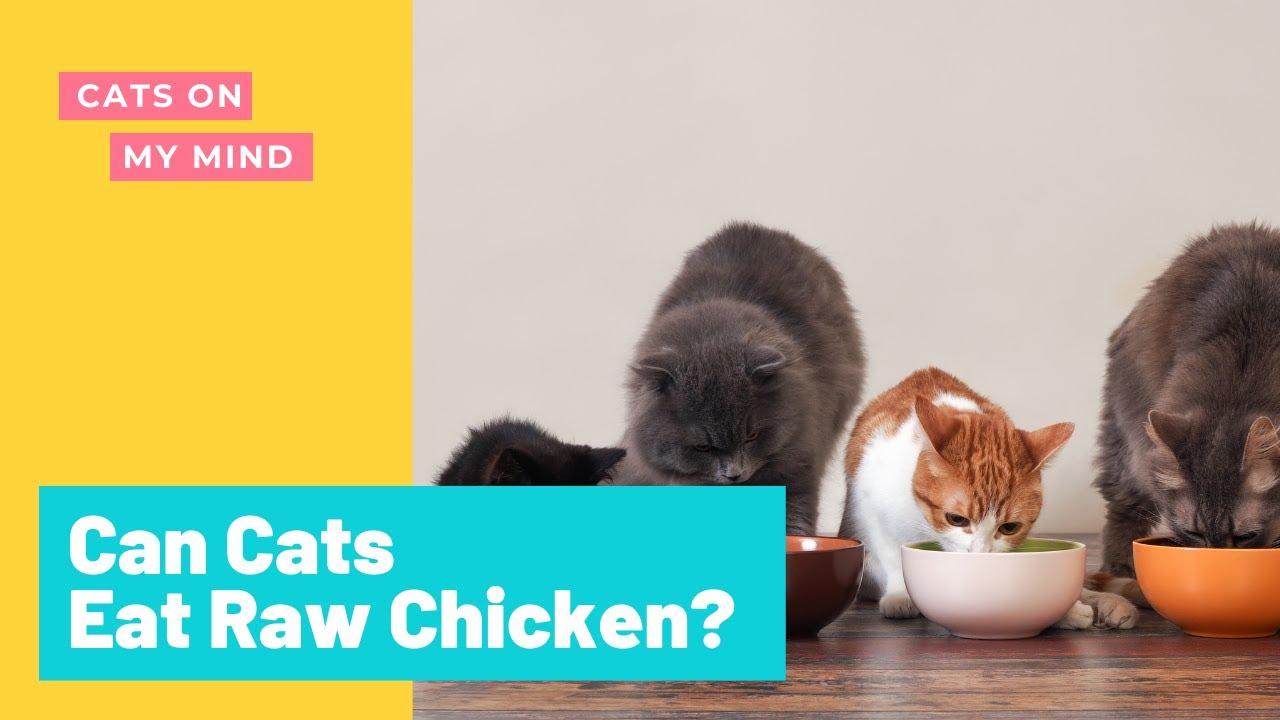 Video thumbnail for Can Cats Eat Raw Chicken?