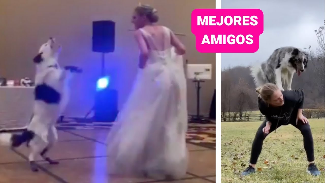 Video thumbnail for Perrito baila con su dueña en la boda ¡Que gran presentación! 🥰