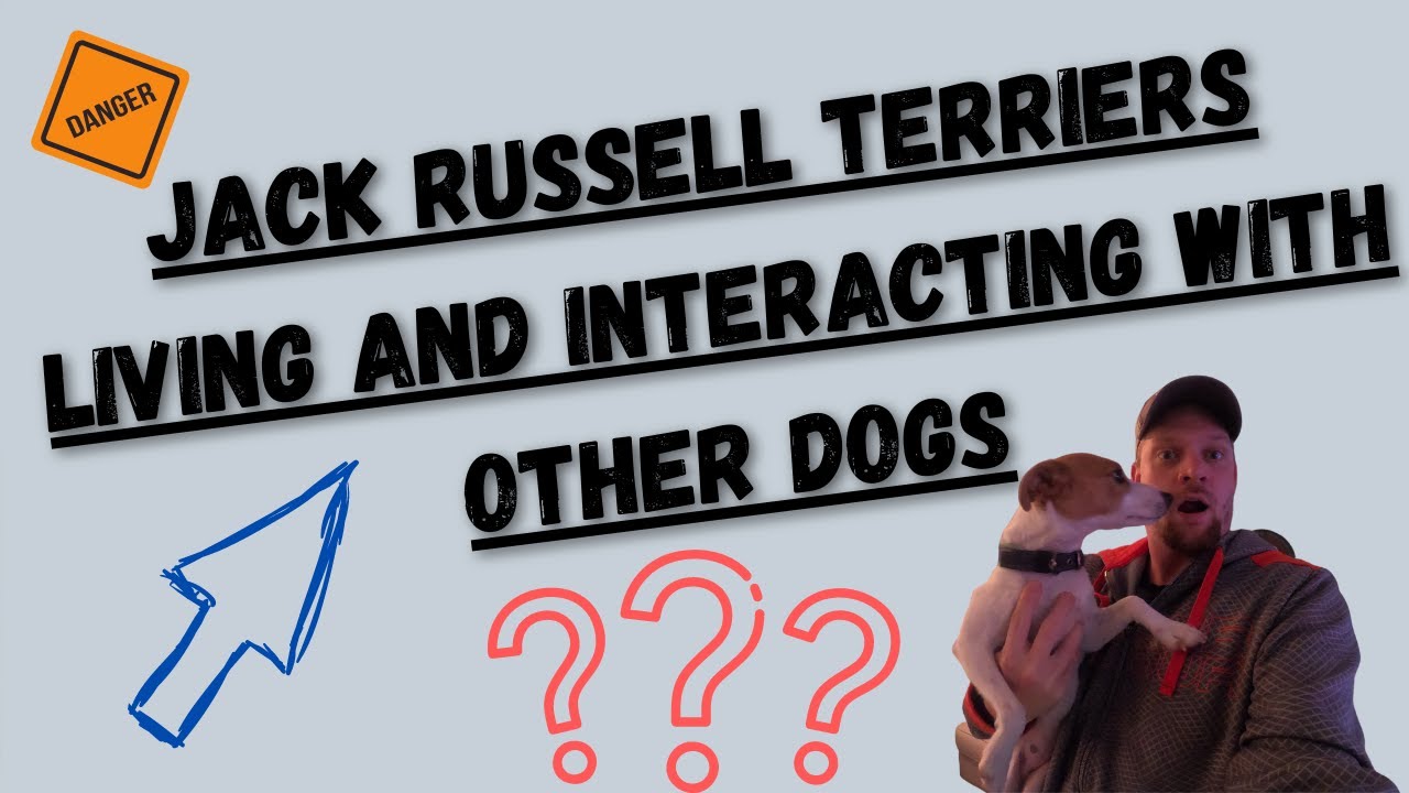 Video thumbnail for Jack Russell Terrier's With Other Dogs (Good Idea Or Bad Idea)