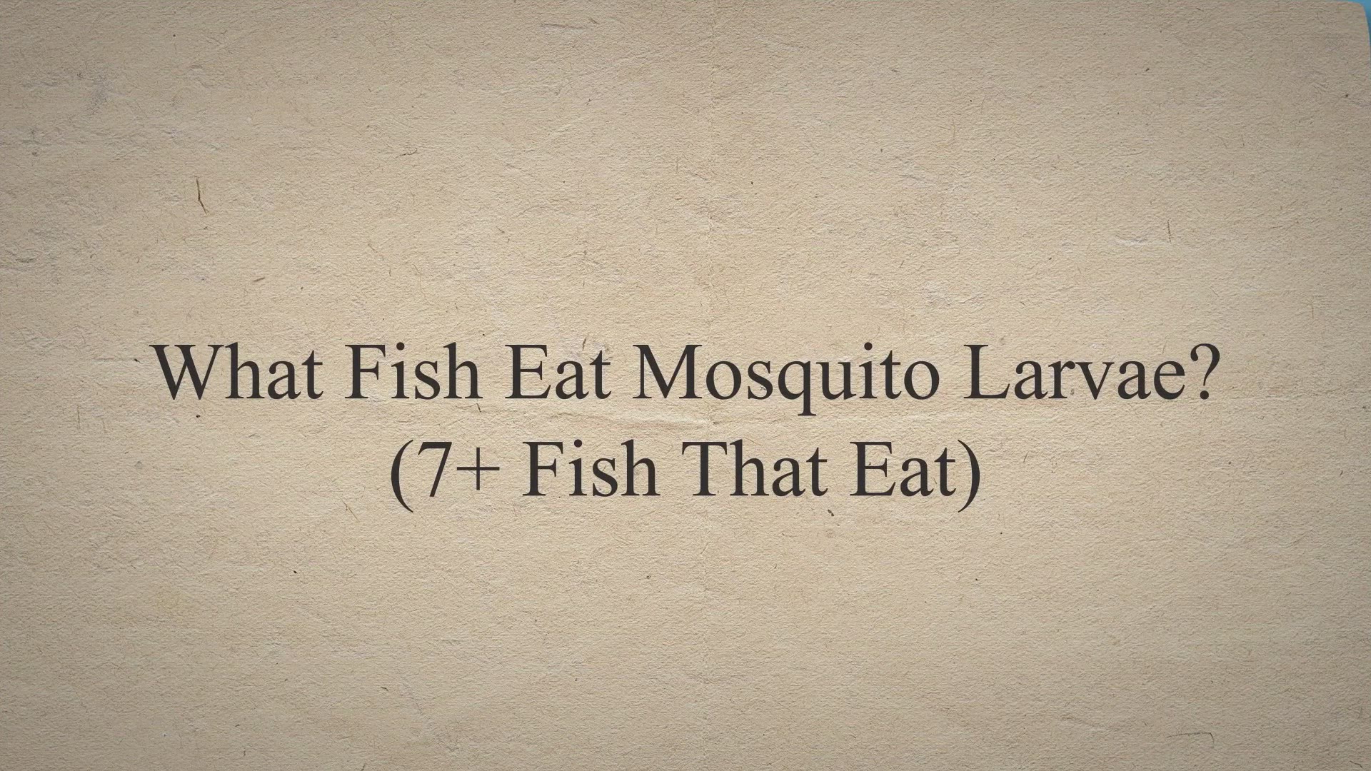 Video thumbnail for What Fish Eat Mosquito Larvae? (7+ Fish That Eat)