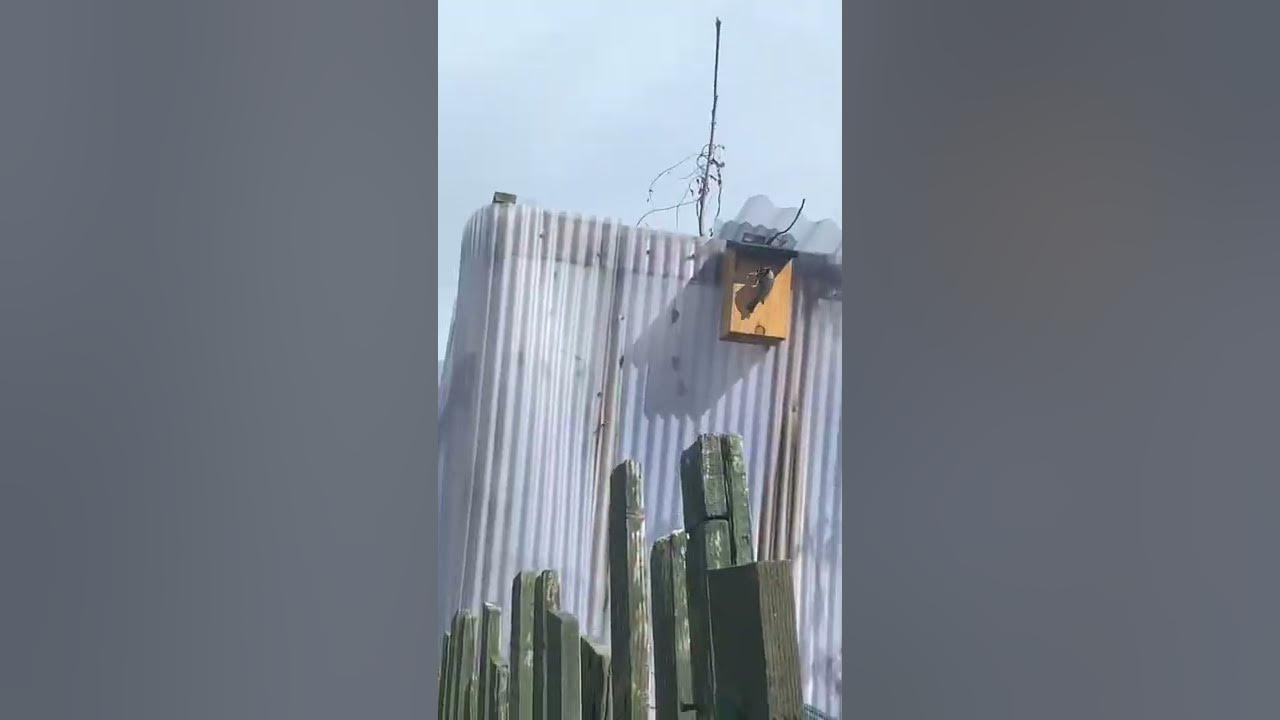 Video thumbnail for 🎥 ✅ Birdwatching in the Allotment 🐦 | How Bird Boxes Help Wildlife Thrive in Your Garden