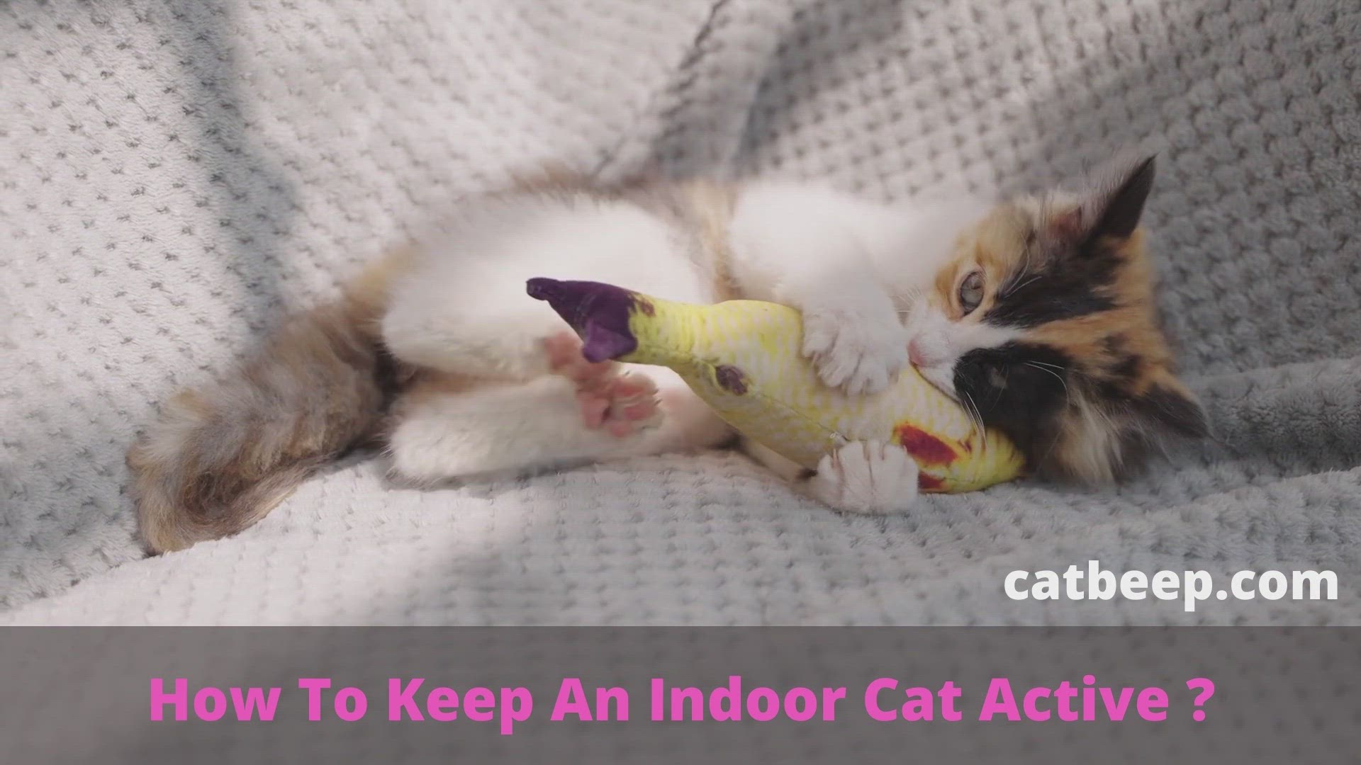Video thumbnail for How To Keep An Indoor Cat Active