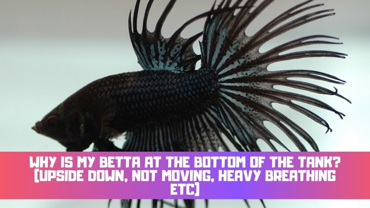 Video thumbnail for Why Is My Betta At The Bottom Of The Tank? (Upside Down, Not Moving, Heavy Breathing Etc)