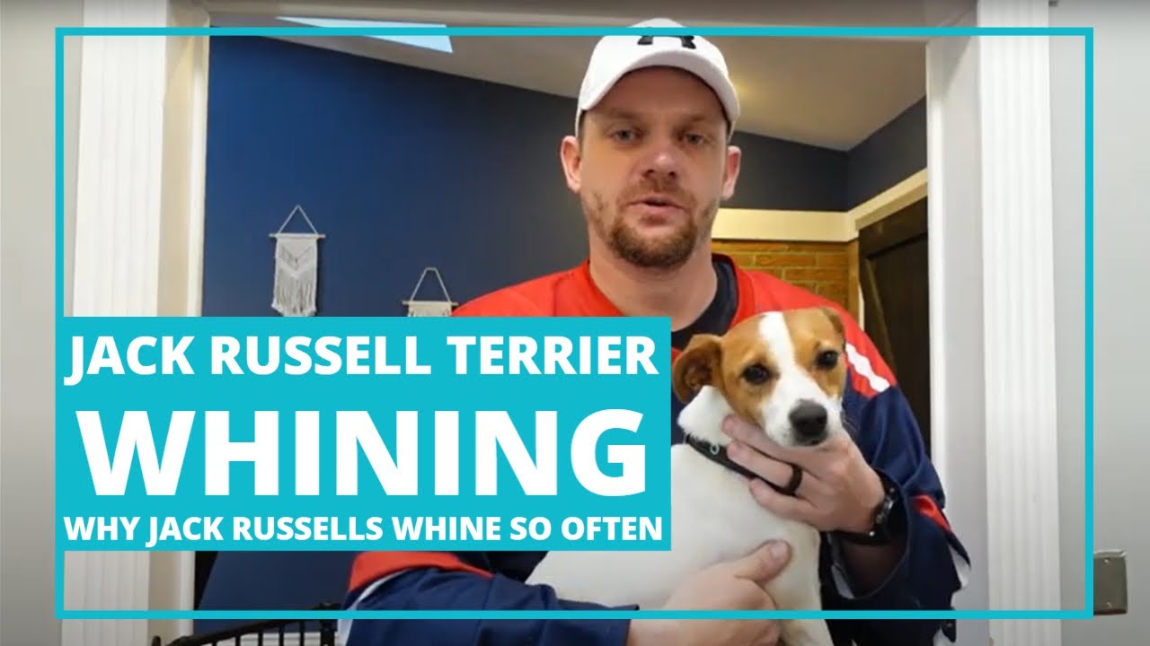 Video thumbnail for Jack Russell Terrier Whining: Why Jack Russells Whine So Often [My Experience] #jackrussellterrier