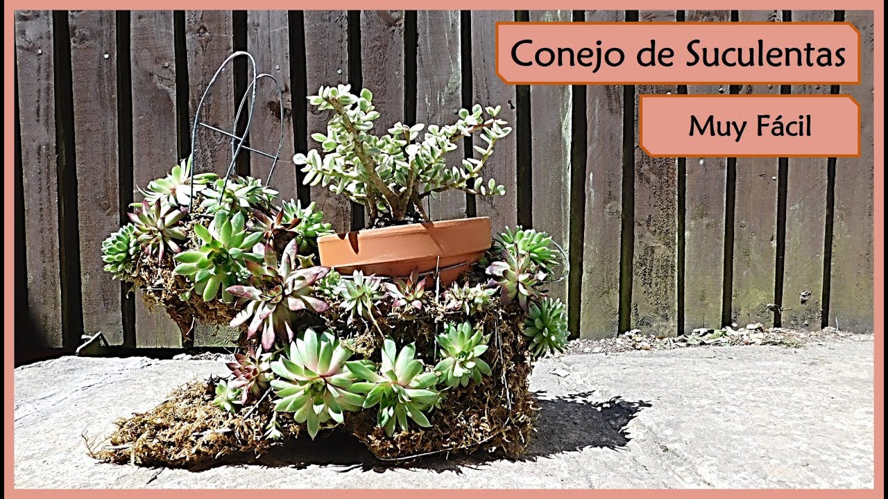 Video thumbnail for Decorar con Suculentas Conejo de Suculentas