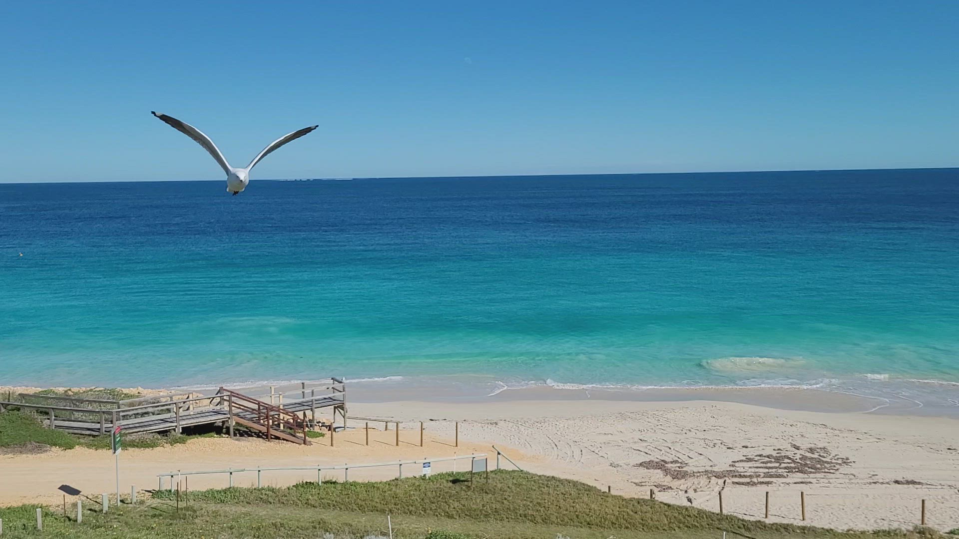 Video thumbnail for Seabird video 3