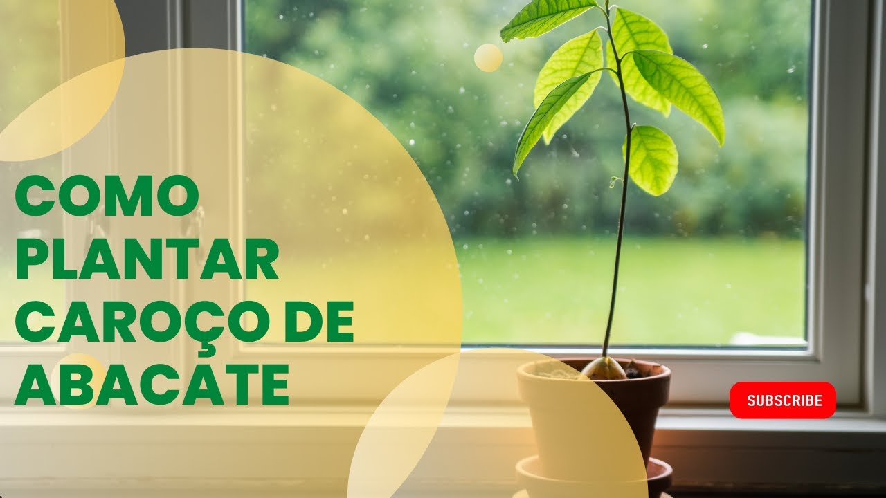 Video thumbnail for Como Germinar Caroço de Abacate em Água 🥑 🥑