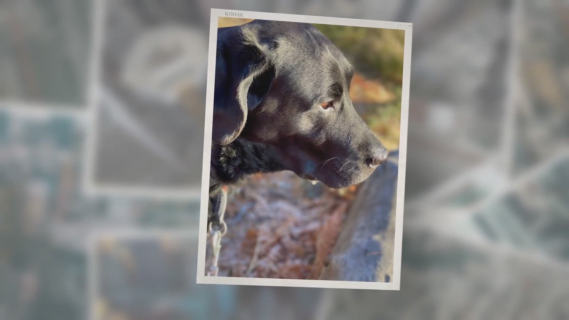 Video thumbnail for Why Is My Dog's Occiput Getting Bigger?