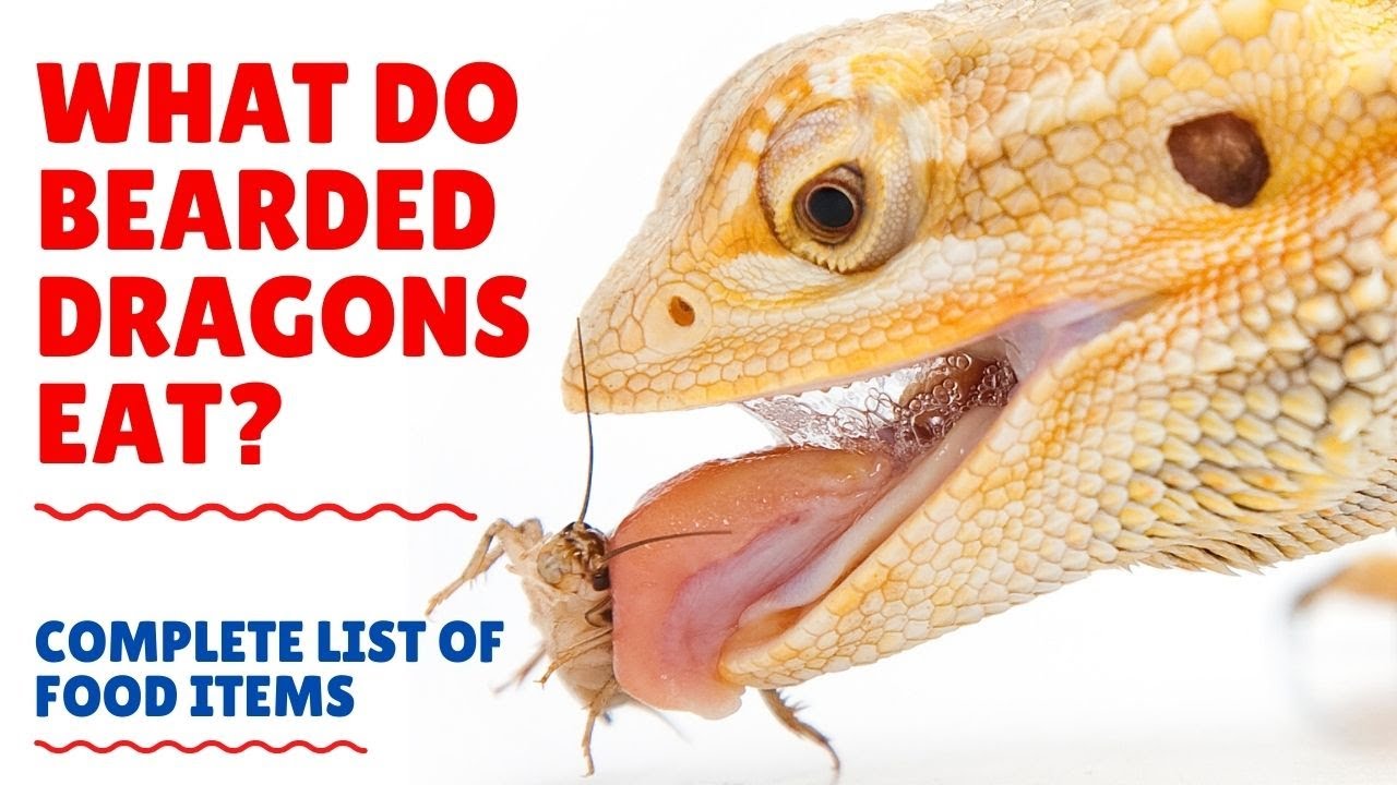 'Video thumbnail for What do Bearded Dragons Eat - What to Feed Bearded Dragons - Bearded Dragons Diet'