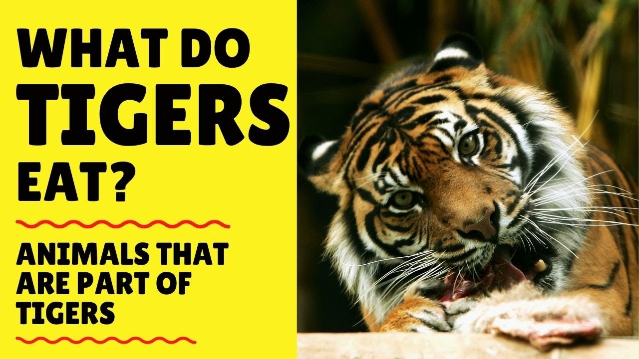 'Video thumbnail for What do Tigers Eat - Tigers Diet in the Wild & in Captivity'