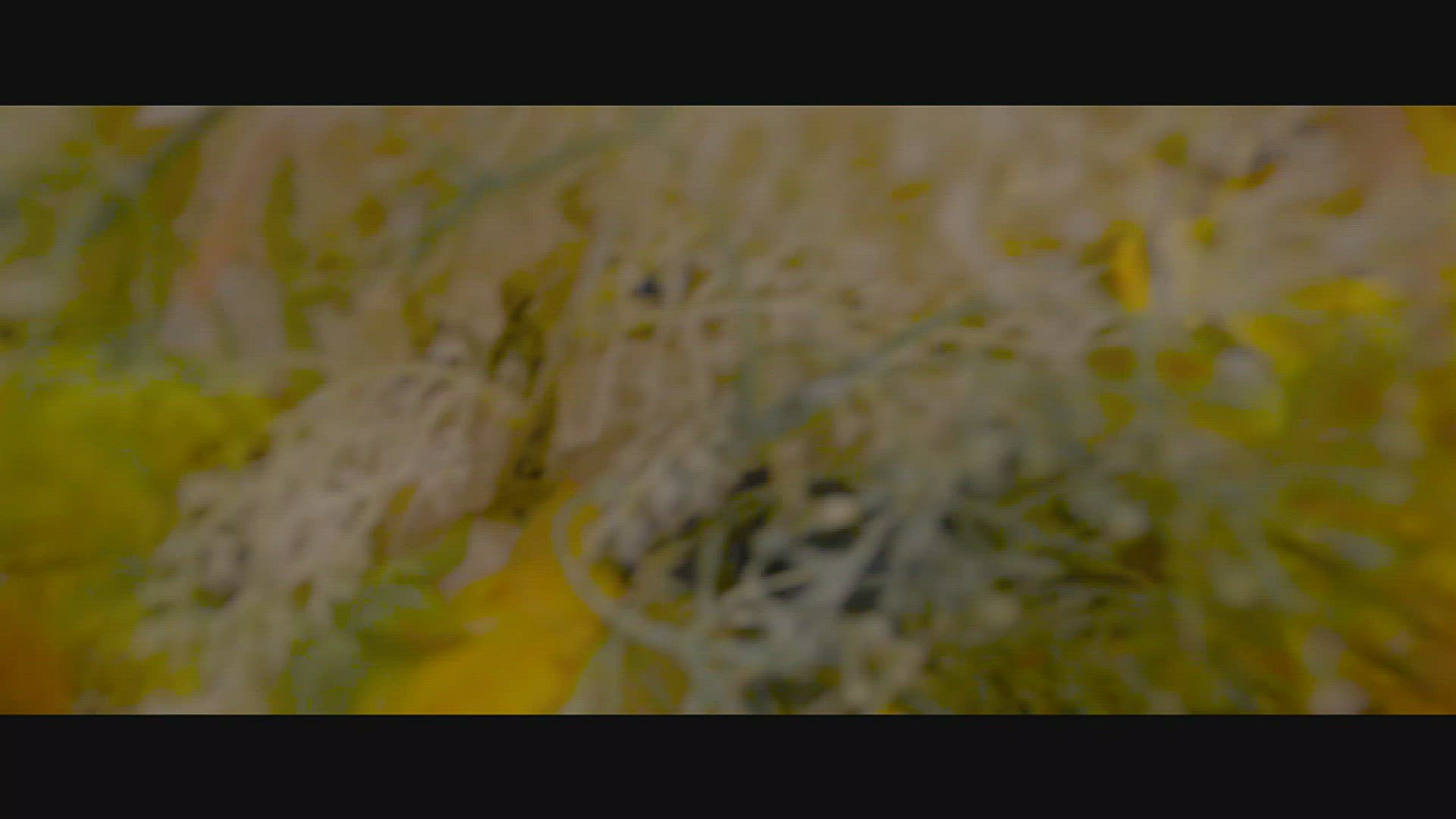 Video thumbnail for The Sun In The Flowers - Grace Storm Ad