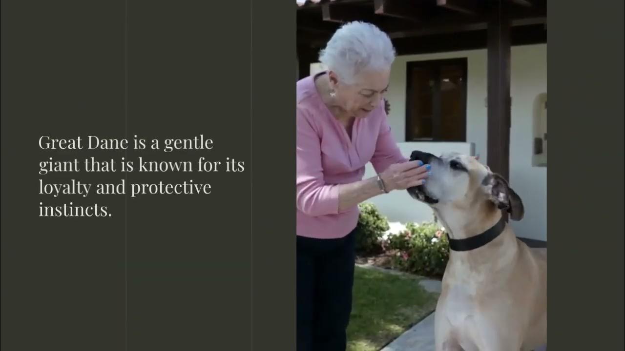 Video thumbnail for Top 10 Best Dogs to Protect Your Family