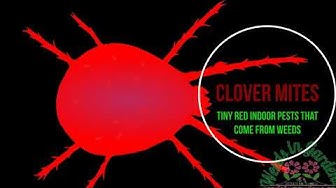 Video thumbnail for Clover mites