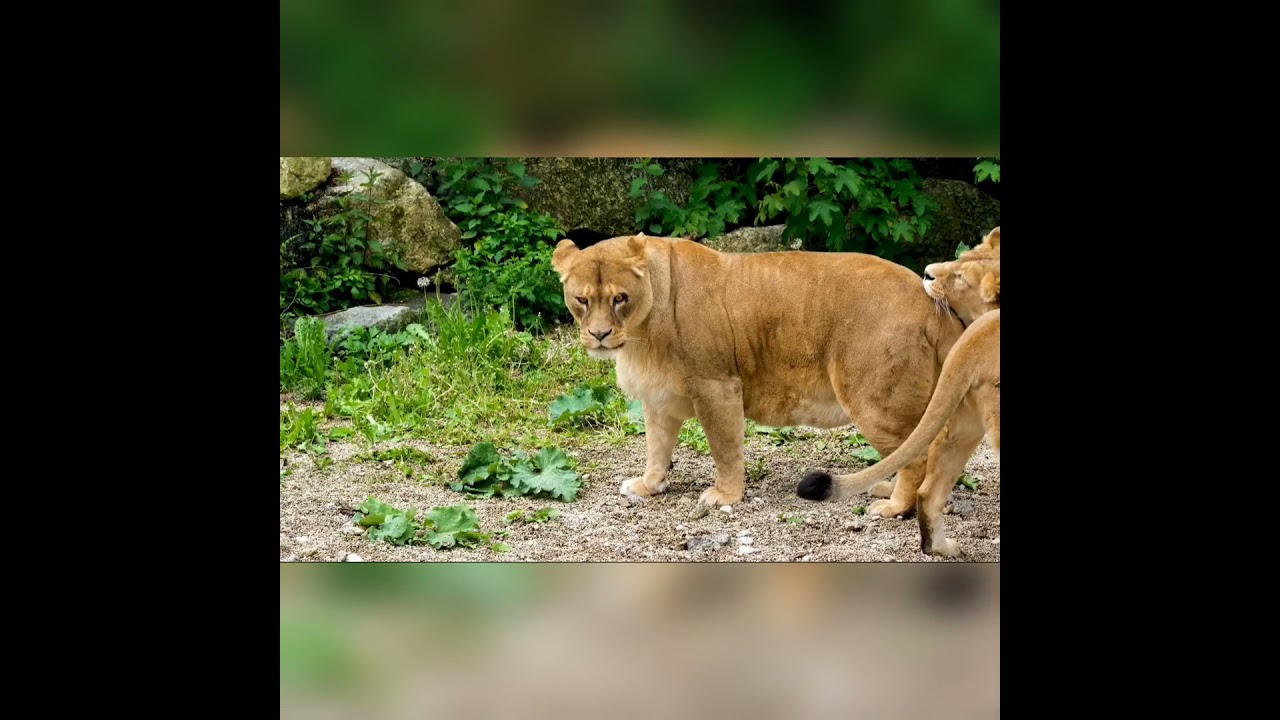 Video thumbnail for A story about a tiger to children