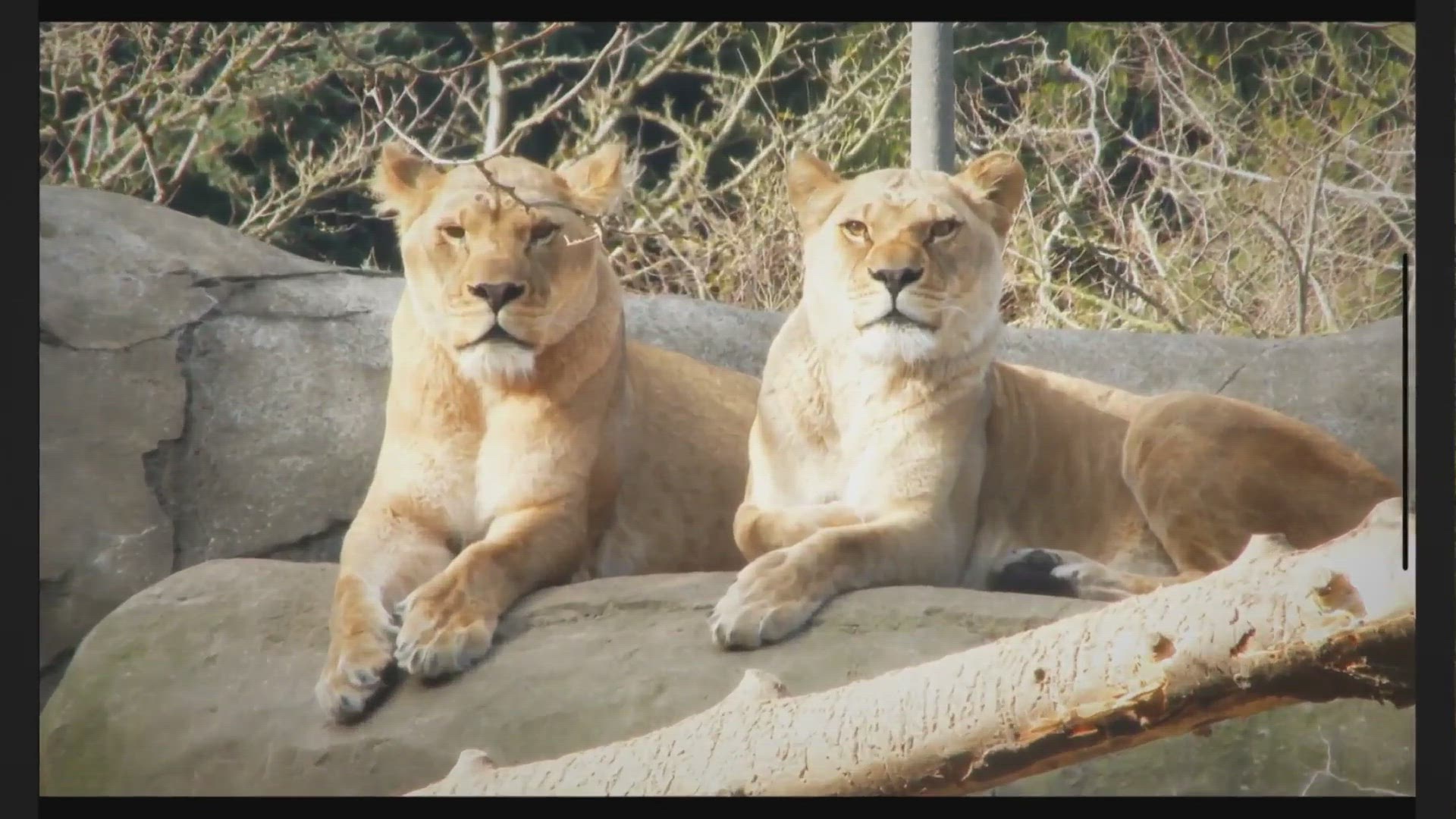 'Video thumbnail for Do Lions Eat Grass? (The Answer May Surprise You)'