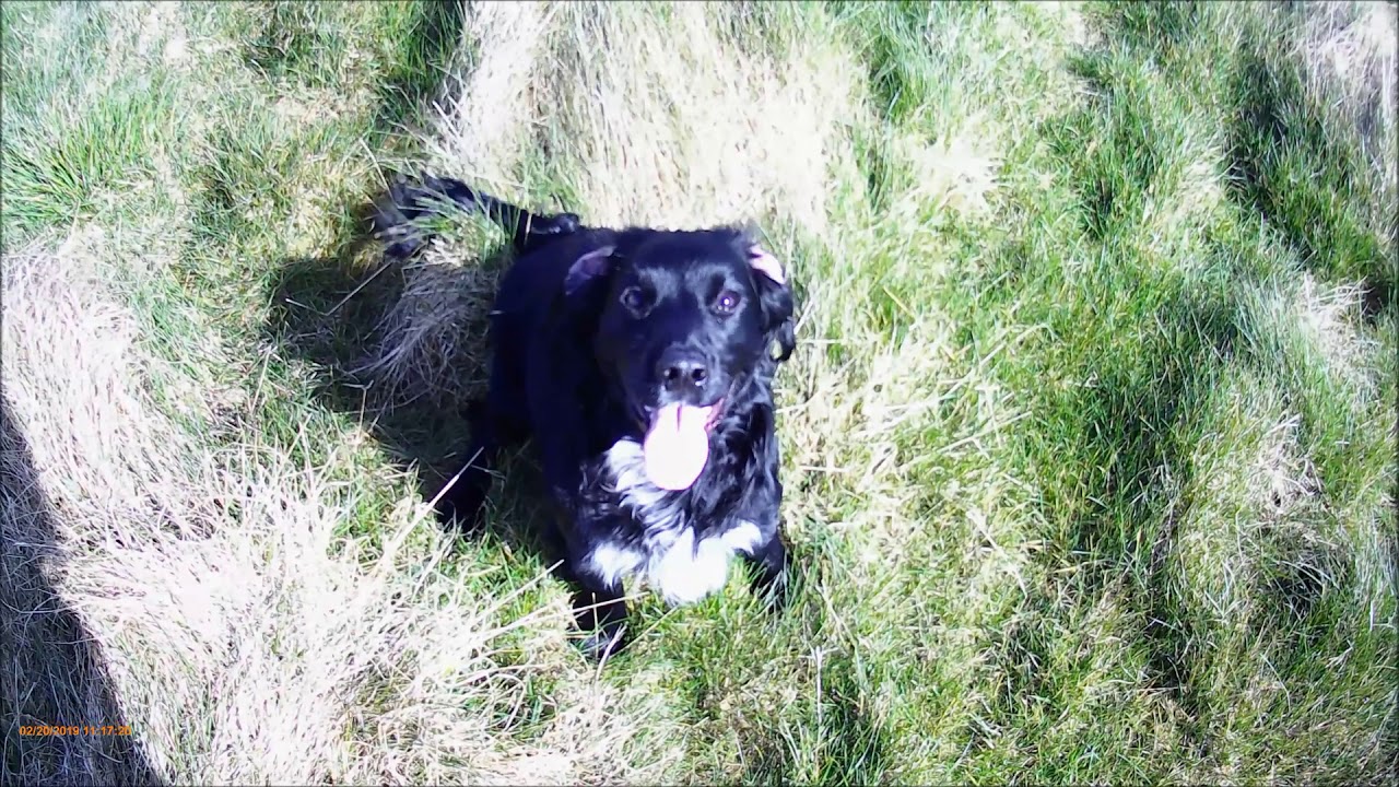 'Video thumbnail for Cocker Spaniel Puppy sit and stay'