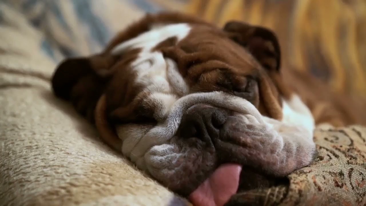 Video thumbnail for Why do Dogs Snore? | Cute Dog Videos | SpanielKing.com