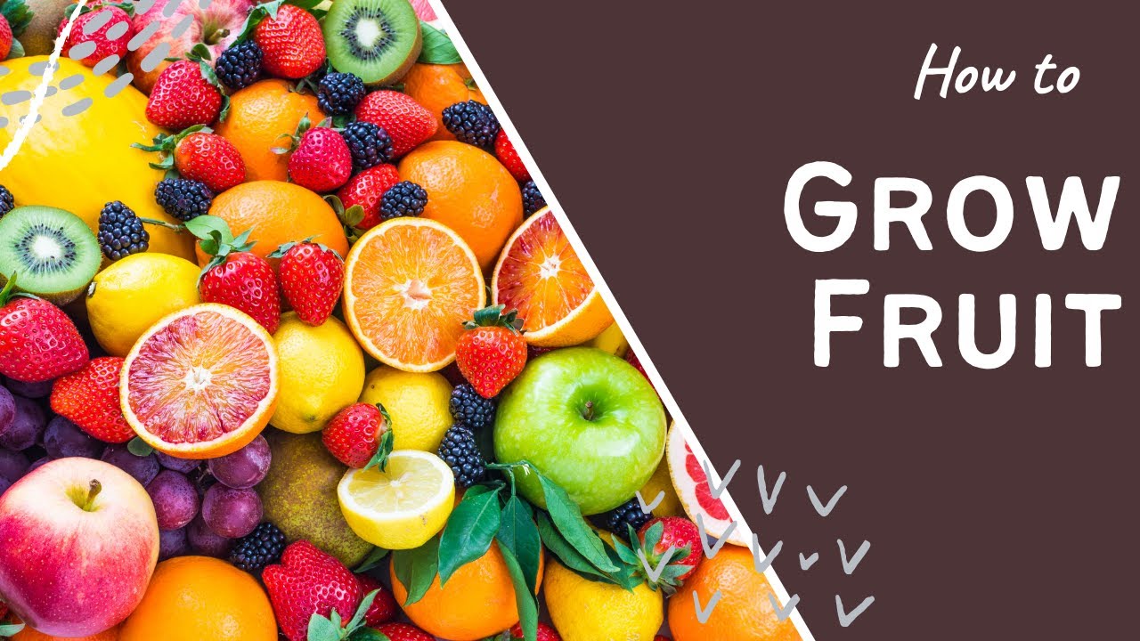 Video thumbnail for 🎥 ✅ 🍇 National Allotment Week Ep. 3 🌿 | How to Grow Delicious Fruit in Your Allotment for Big Harvests 🌱✨