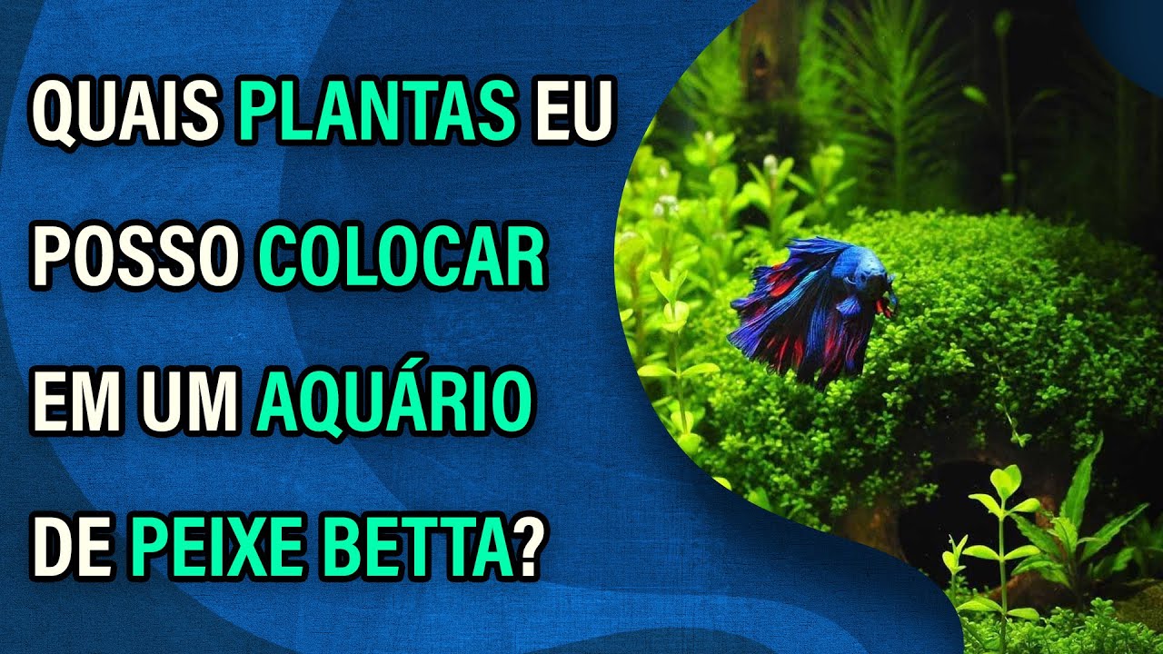 Video thumbnail for Quais plantas eu posso colocar em um aquário de peixe Betta?