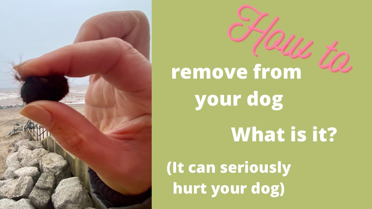 'Video thumbnail for Do You Walk Your Dog on a Beach? Sandstones Between Dog Paw Pads Causes Pain: Prevent & Remove '