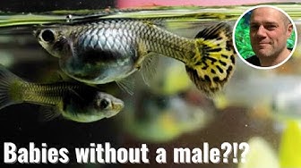 Video thumbnail for Can Female Guppies Have Babies Without a Male? HOW IS THIS EVEN POSSIBLE?