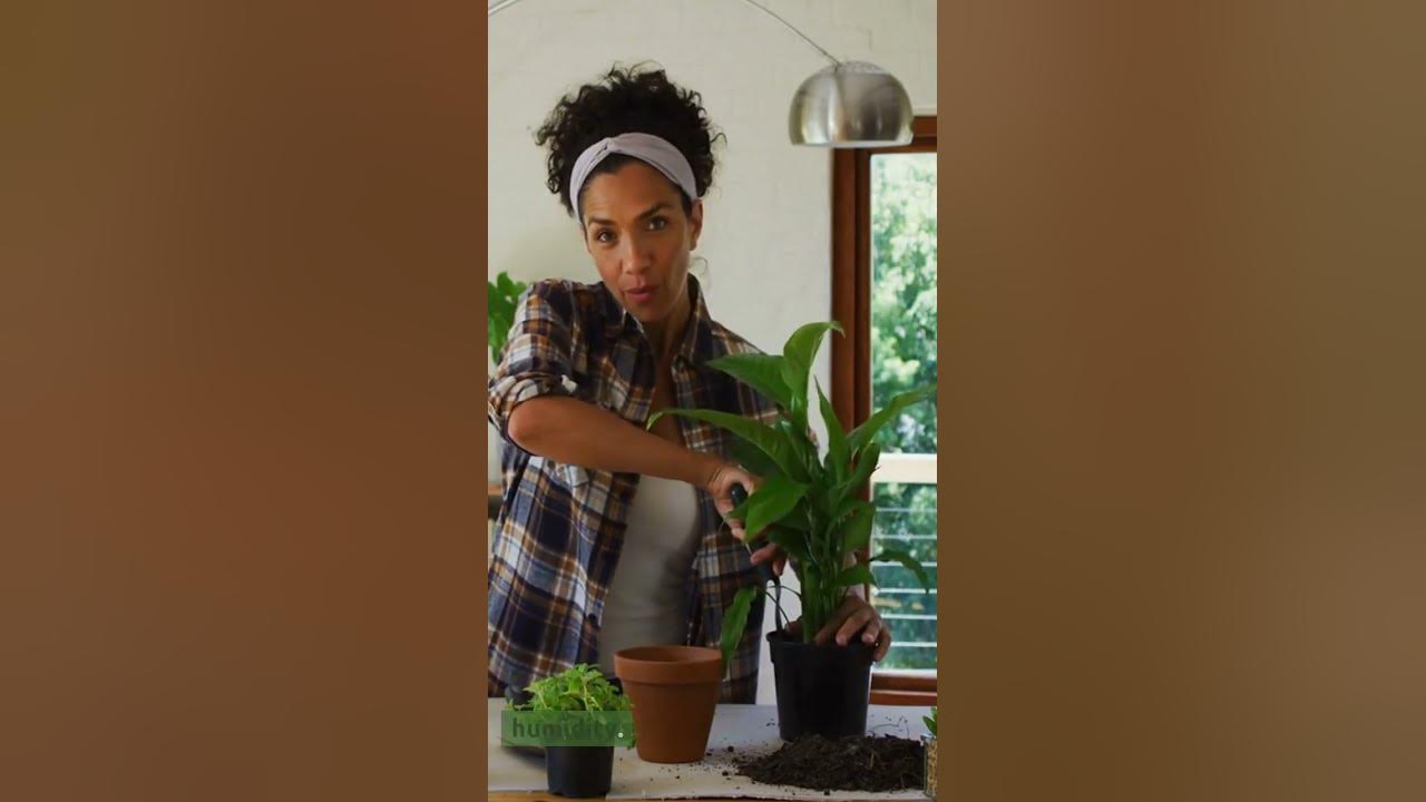 Video thumbnail for The Best Way to Fix Snake Plant Splitting Leaves (2023)