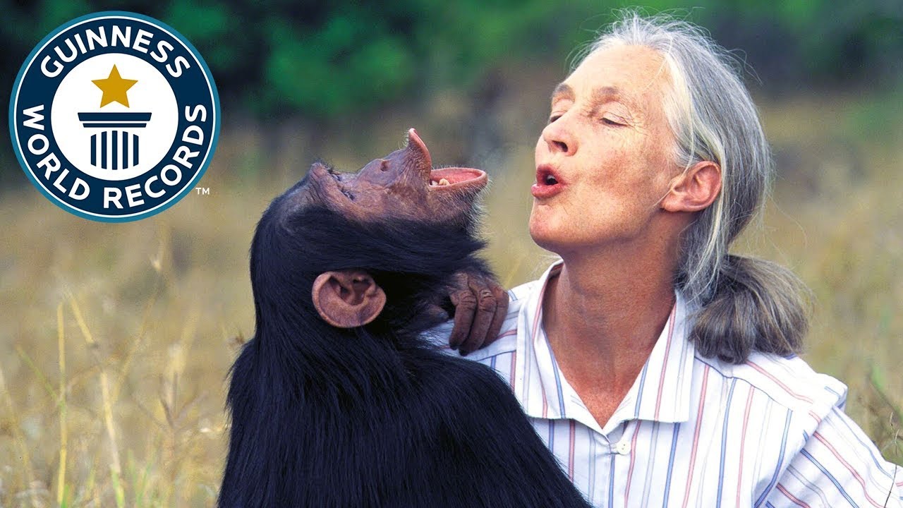 'Video thumbnail for Jane Goodall Institute: Longest running chimpanzee study'