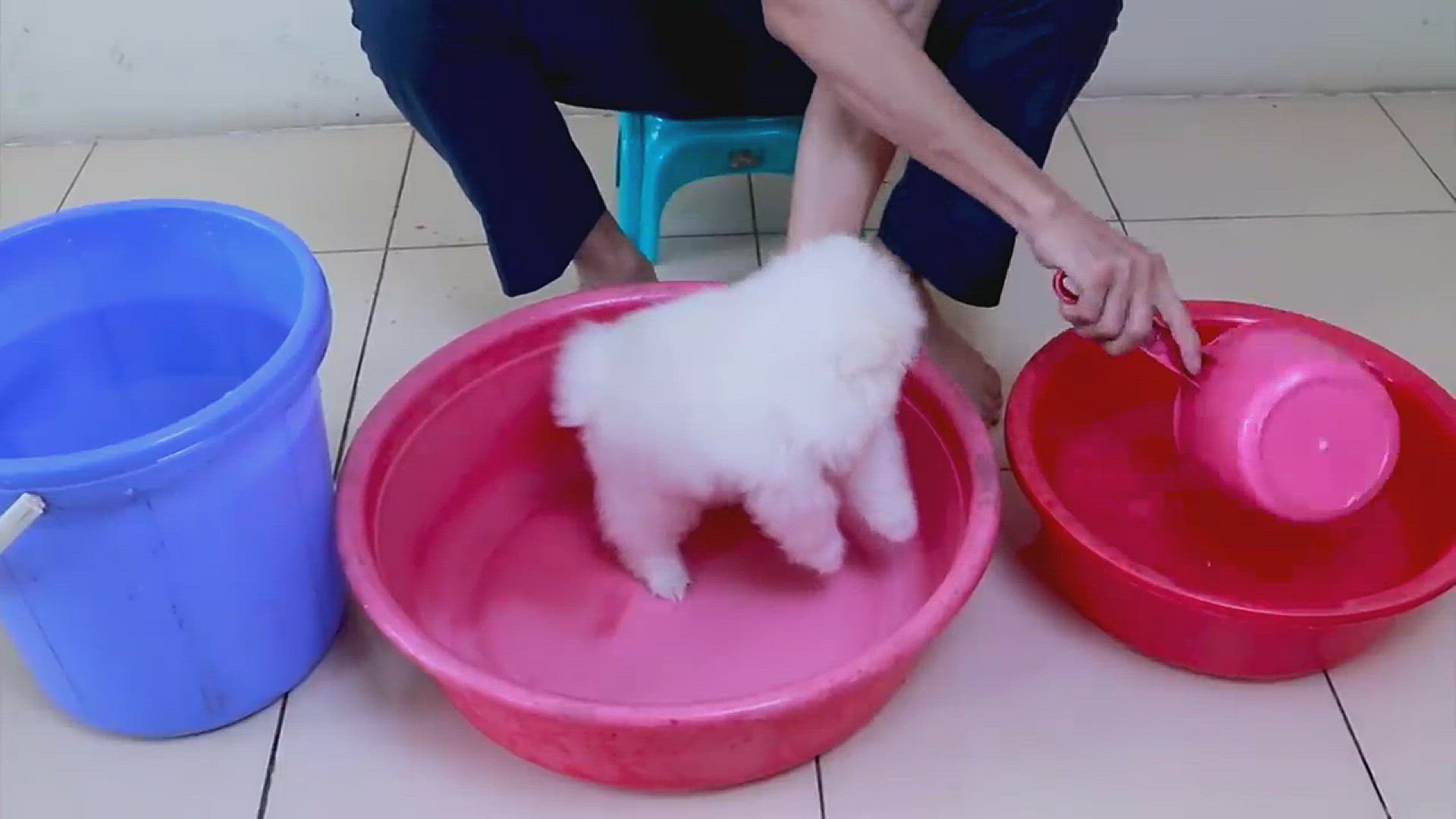 Video thumbnail for Puppy Getting Bath
