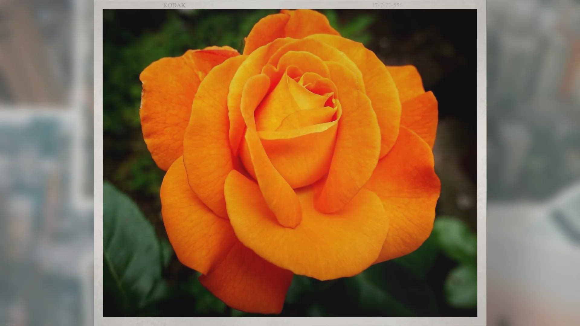 Video thumbnail for 45 Tipos de Flores BONITAS e INCREÍBLES para tu Jardín