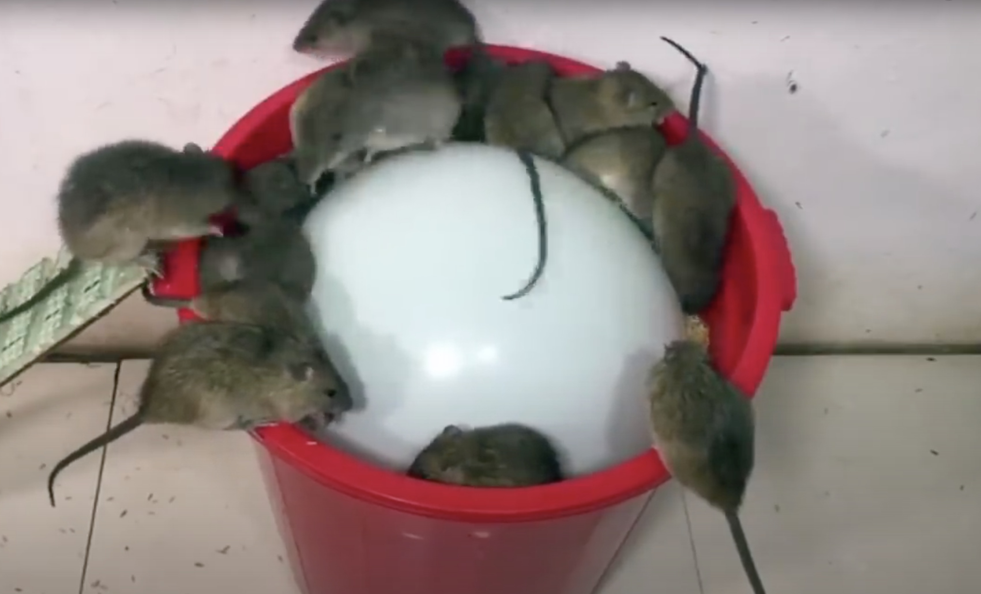 Video thumbnail for Faire un piège à rat efficace en 3 minutes