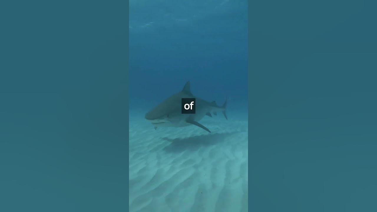 Video thumbnail for What Animal Can Detect Electricity? #shorts