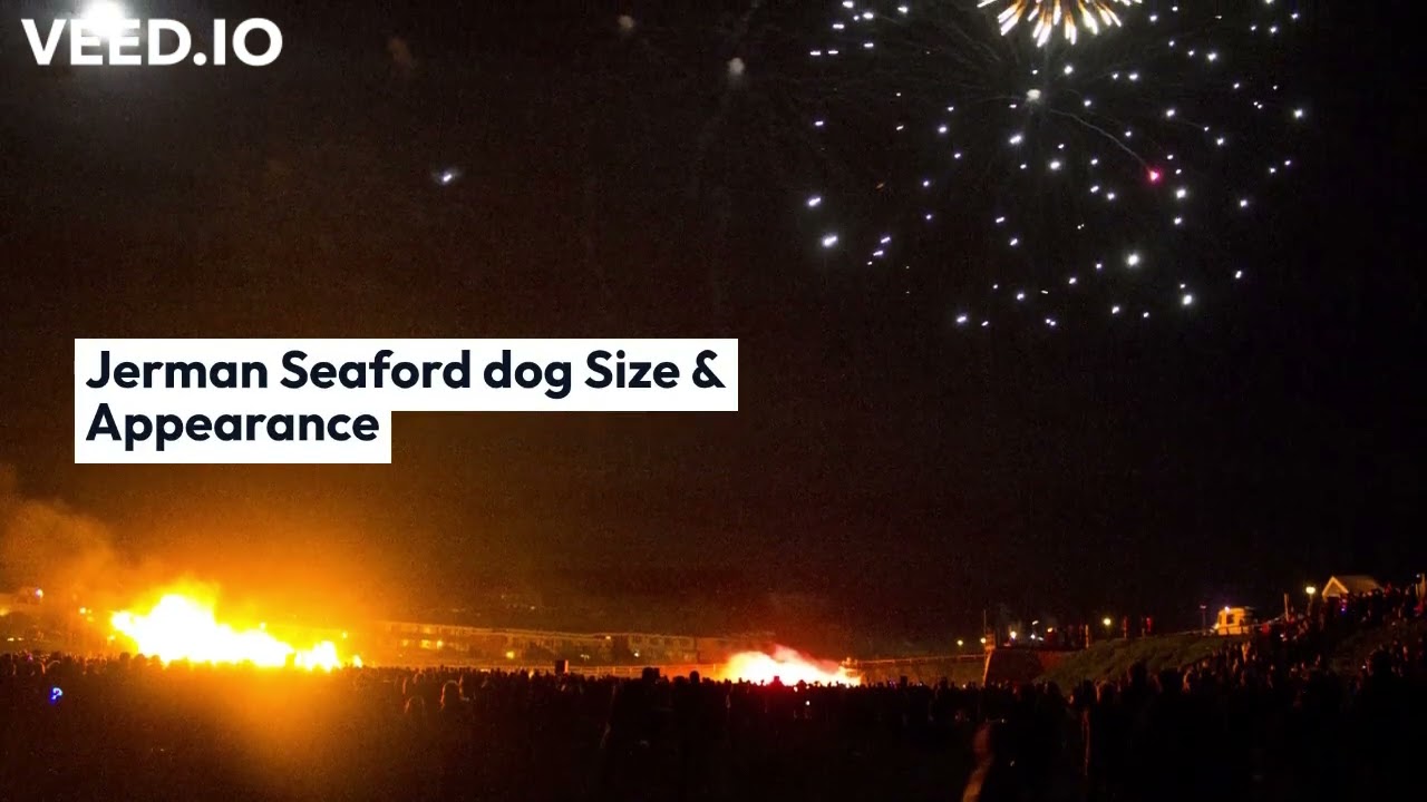 Video thumbnail for Jerman Seaford Dogs Price In India [Cheapest price in 2022]