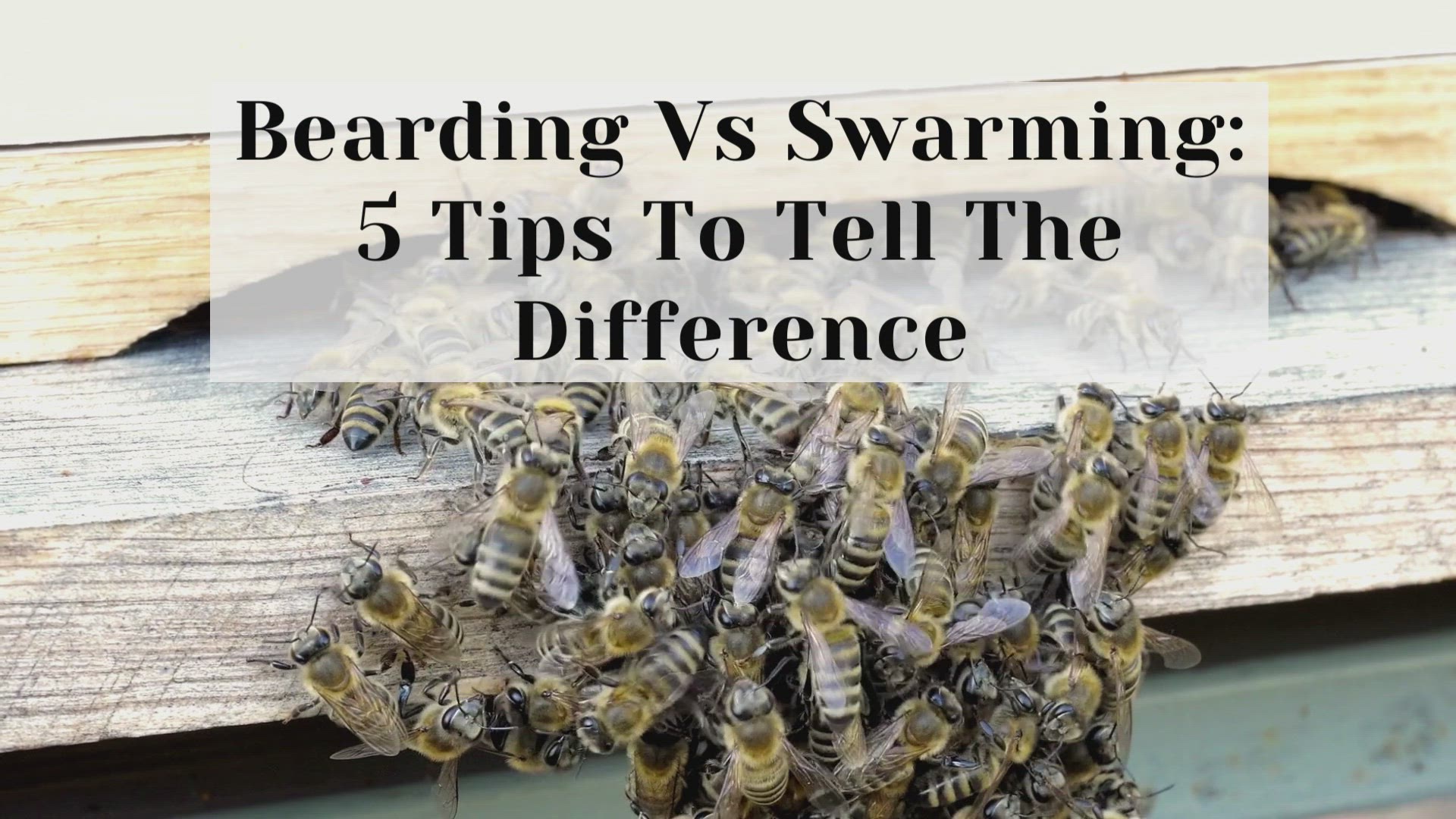 Video thumbnail for Bearding Vs Swarming: 5 Tips To Tell The Difference