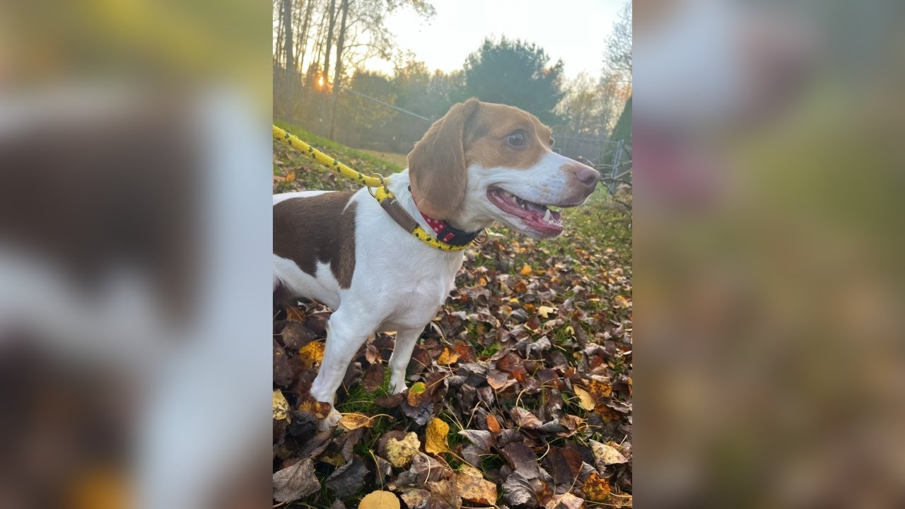 Video thumbnail for Pet of the Week 11/04/22