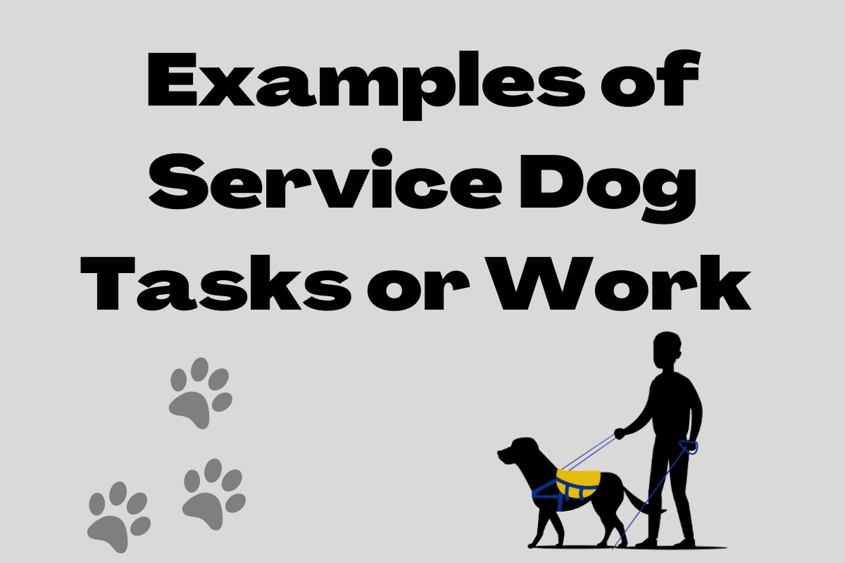 Video thumbnail for Examples of Service Dog Tasks