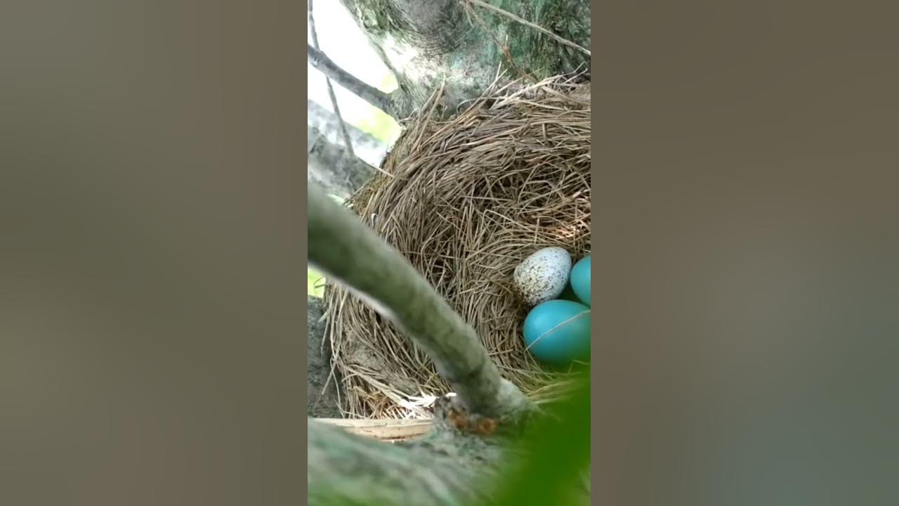 Video thumbnail for arshadmilton #shortvideo