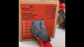 Video thumbnail for The most curious parrot in the world