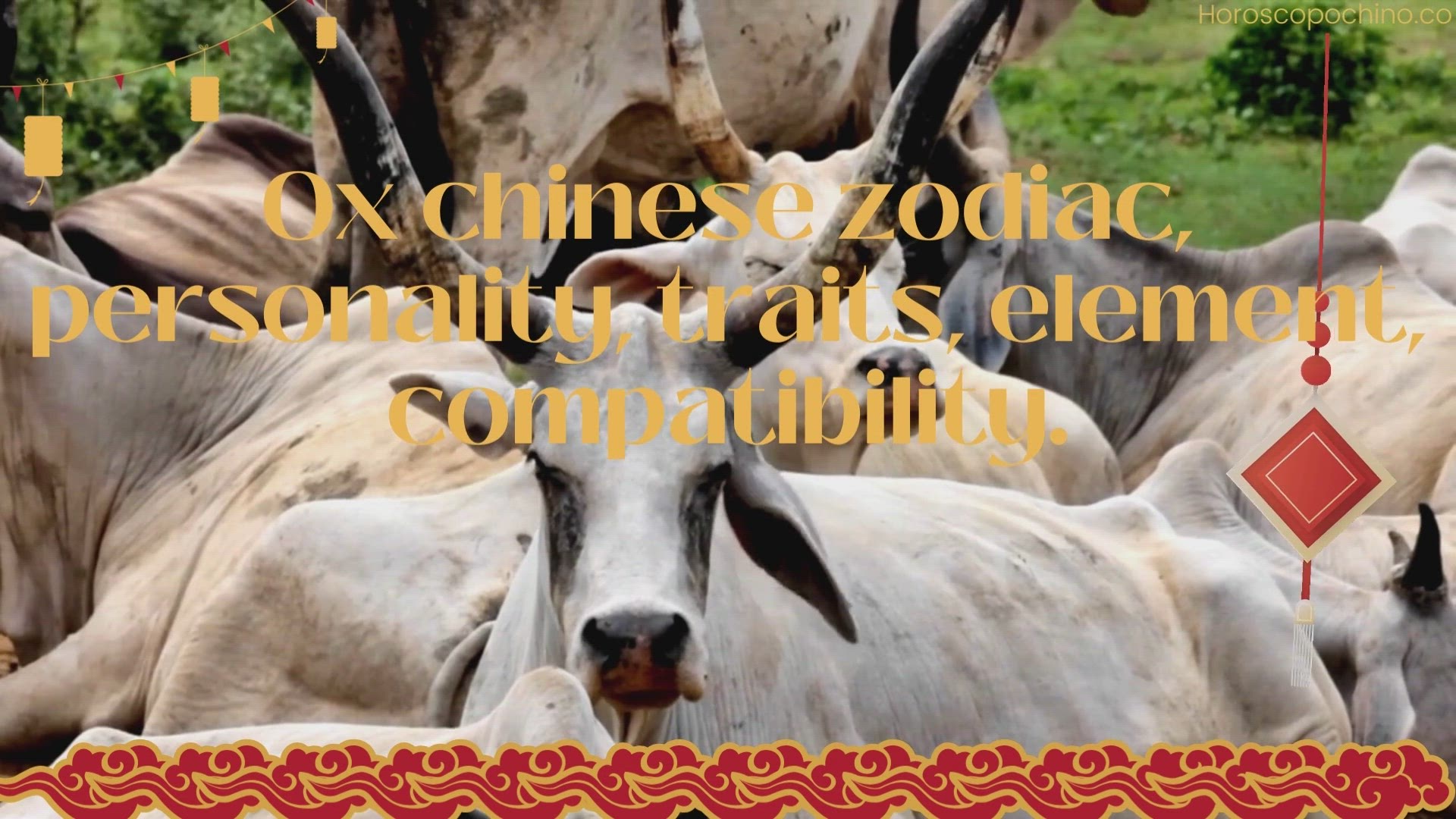 'Video thumbnail for Ox chinese zodiac, personality, traits, element, compatibility.'