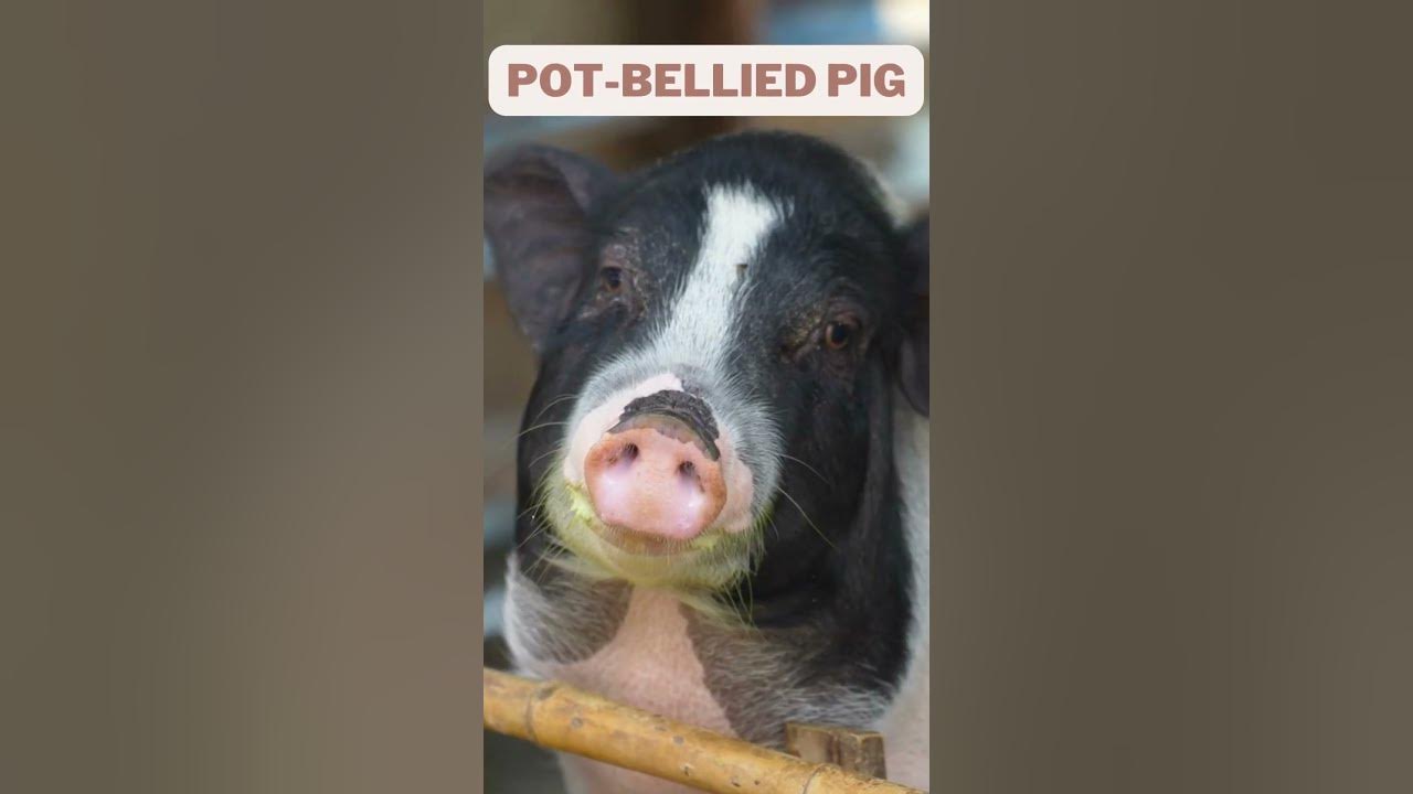 Video thumbnail for 5 Strange Pets That You Can Legally Own #shorts