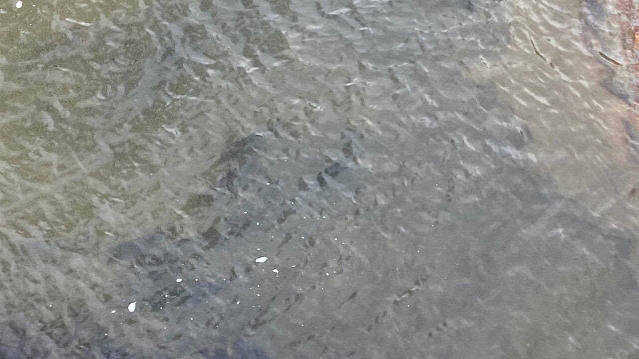 Video thumbnail for Anxious Anglers Wait For Lake Ice