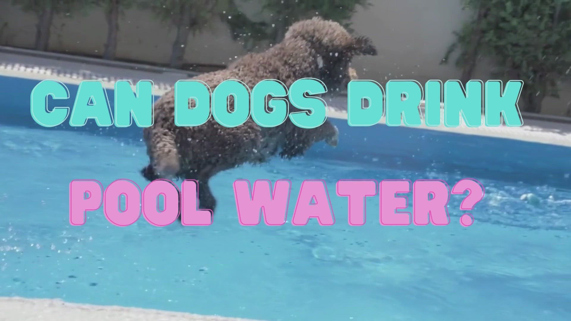 'Video thumbnail for Can dogs drink pool water?'
