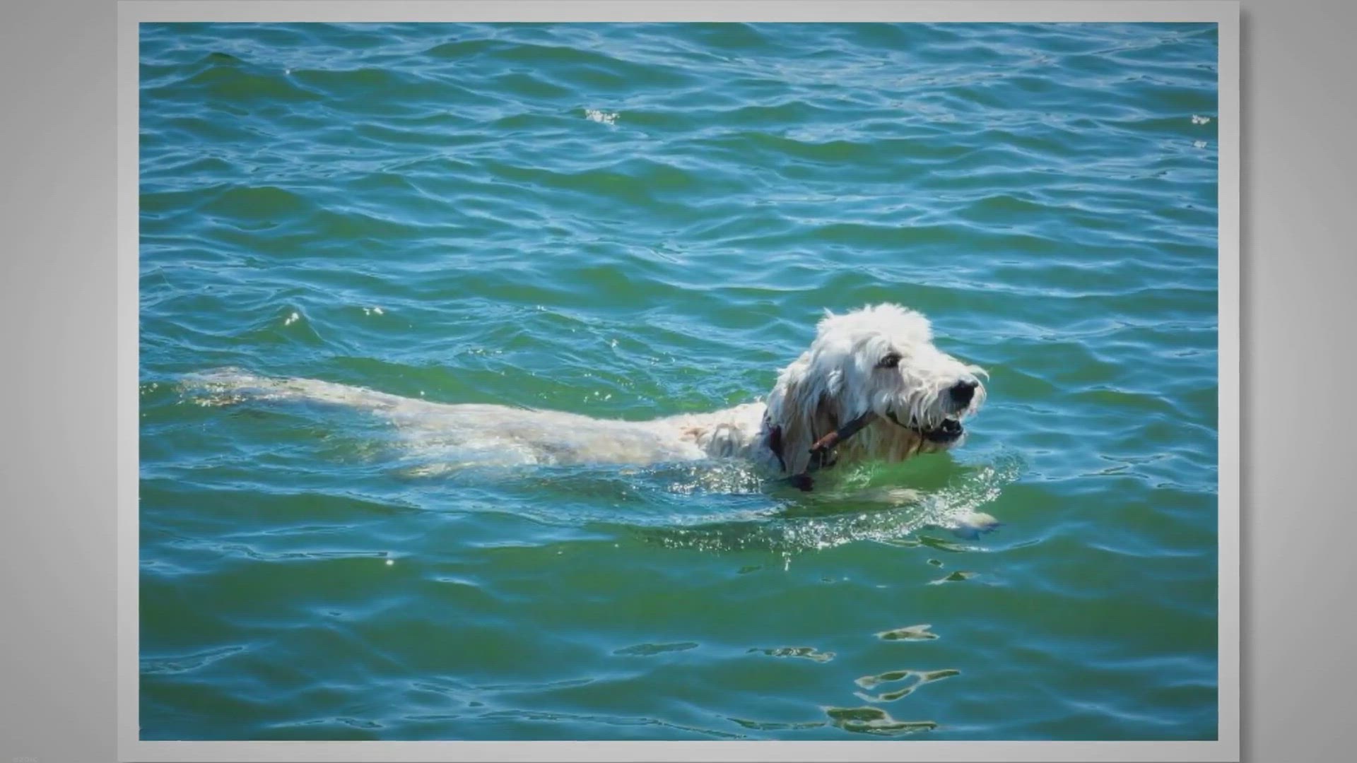 Video thumbnail for Summary - How To Make Swimming Fun for Dogs