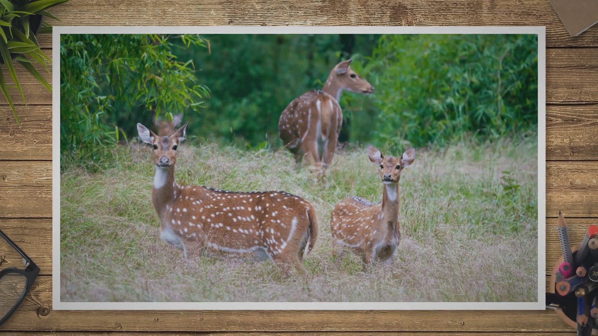 Video thumbnail for 9 Different Types Of Deer Around The World - Smart Bow Hunting