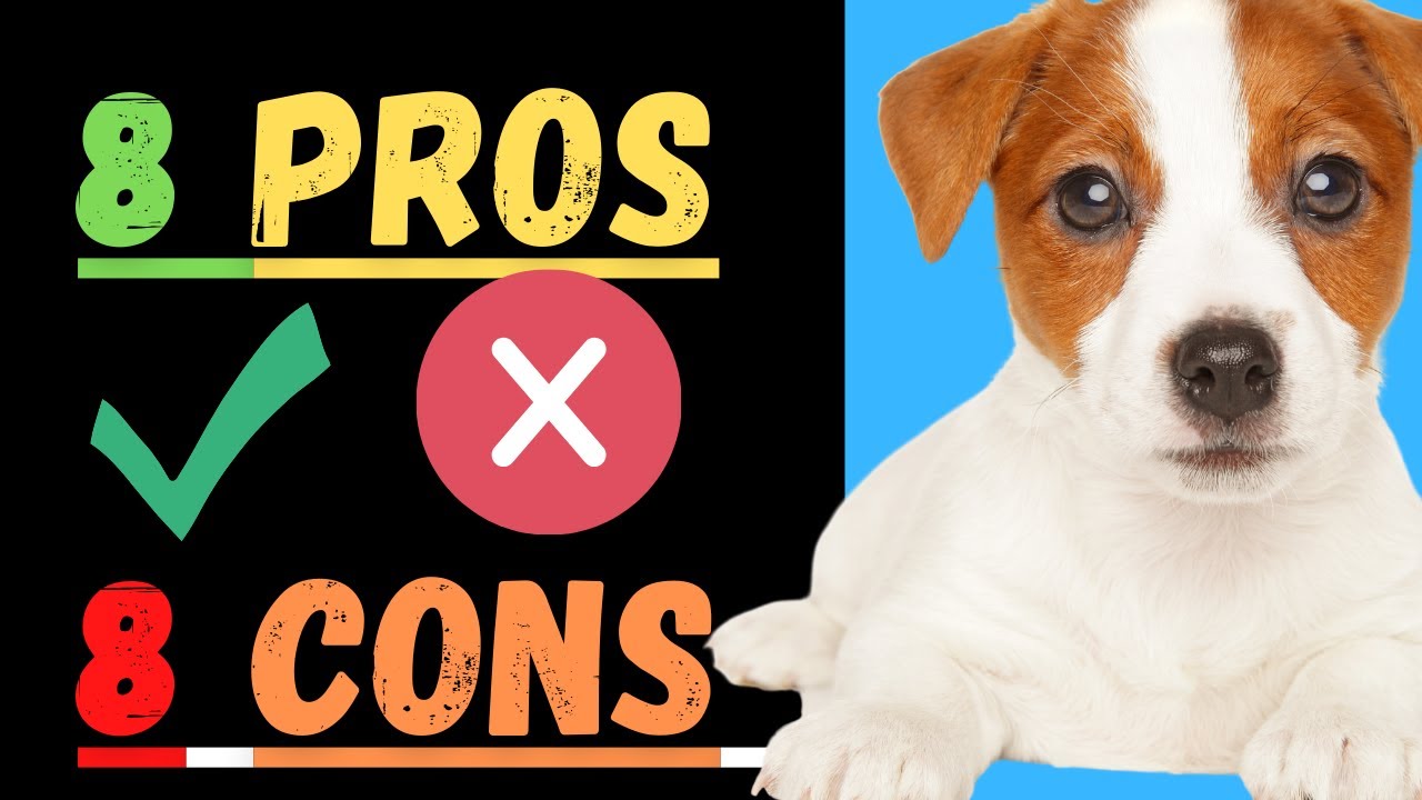 Video thumbnail for Jack Russell Terriers (8 Pros and 8 Cons of Adopting And Raising A Jack Russell)