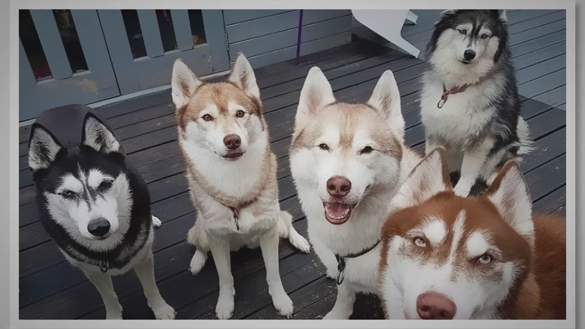 Video thumbnail for Common Husky Colors – from Agouti to Red