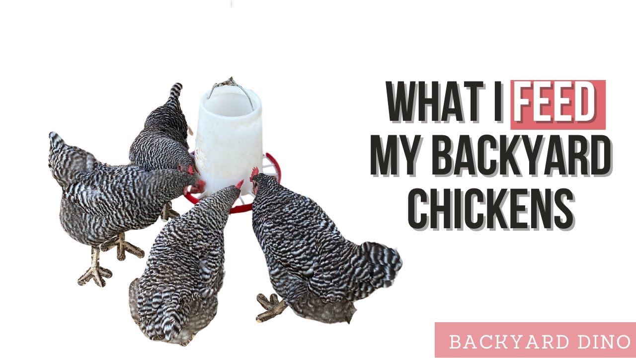 Video thumbnail for What to Feed Your Backyard Chickens