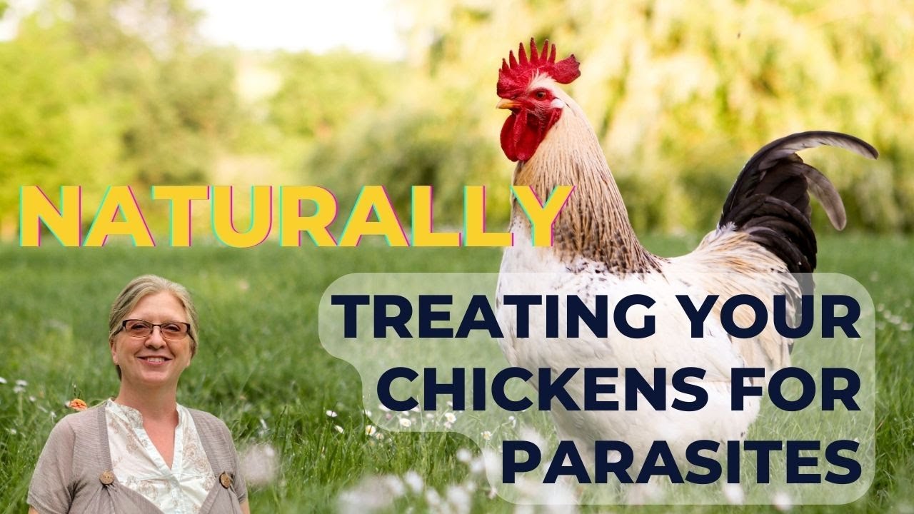 Video thumbnail for Treating chickens for parasites naturally