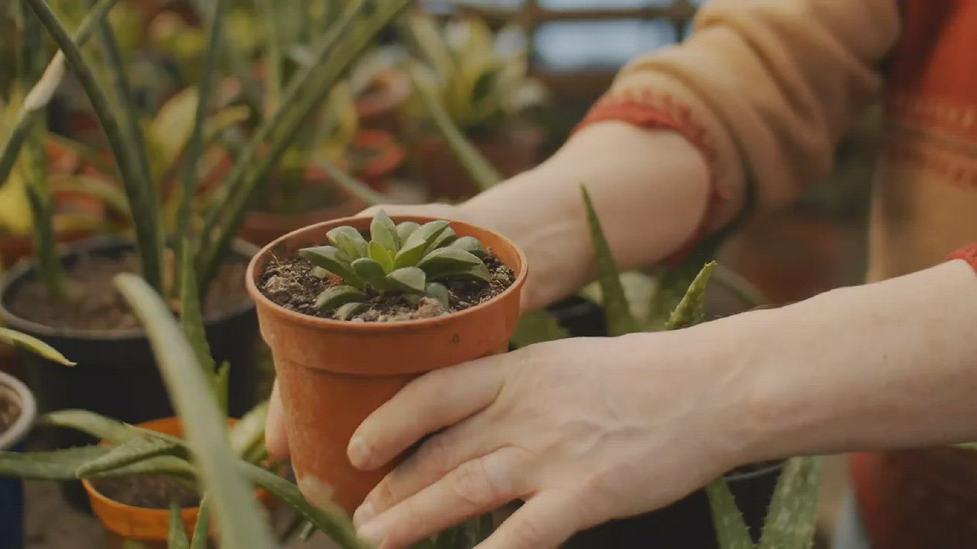 'Video thumbnail for Longest Living Houseplants'
