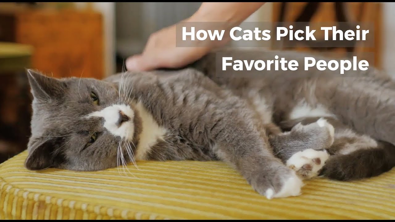 Video thumbnail for HOW DO CATS CHOOSE THEIR FAVORITE PERSON?